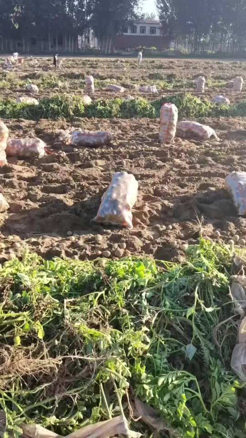 沃土5号