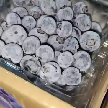 莱克西蓝莓