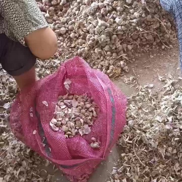汉源红根蒜种