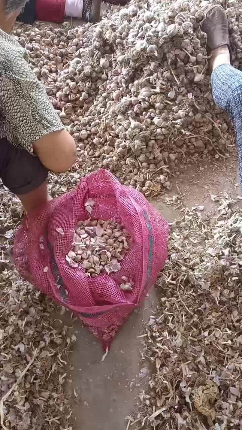 汉源红根蒜种