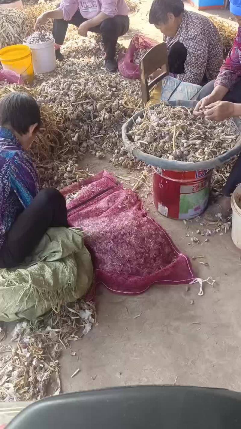 汉源红根蒜种