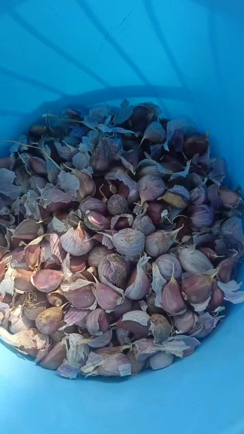 汉源红根蒜种