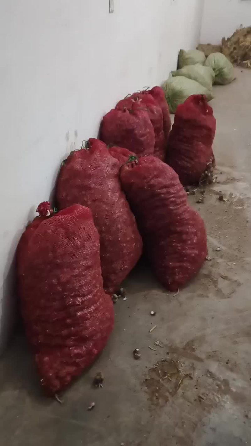 汉源红根蒜种