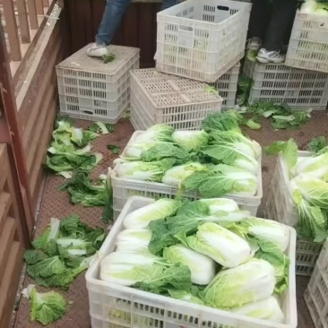 娃娃白菜