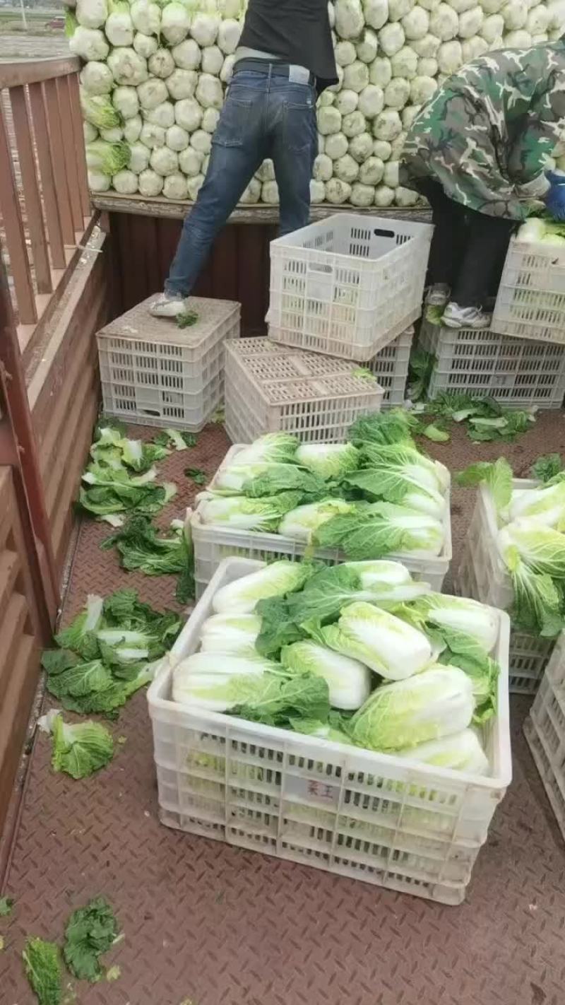 娃娃白菜