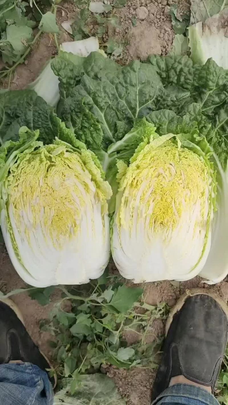 娃娃白菜