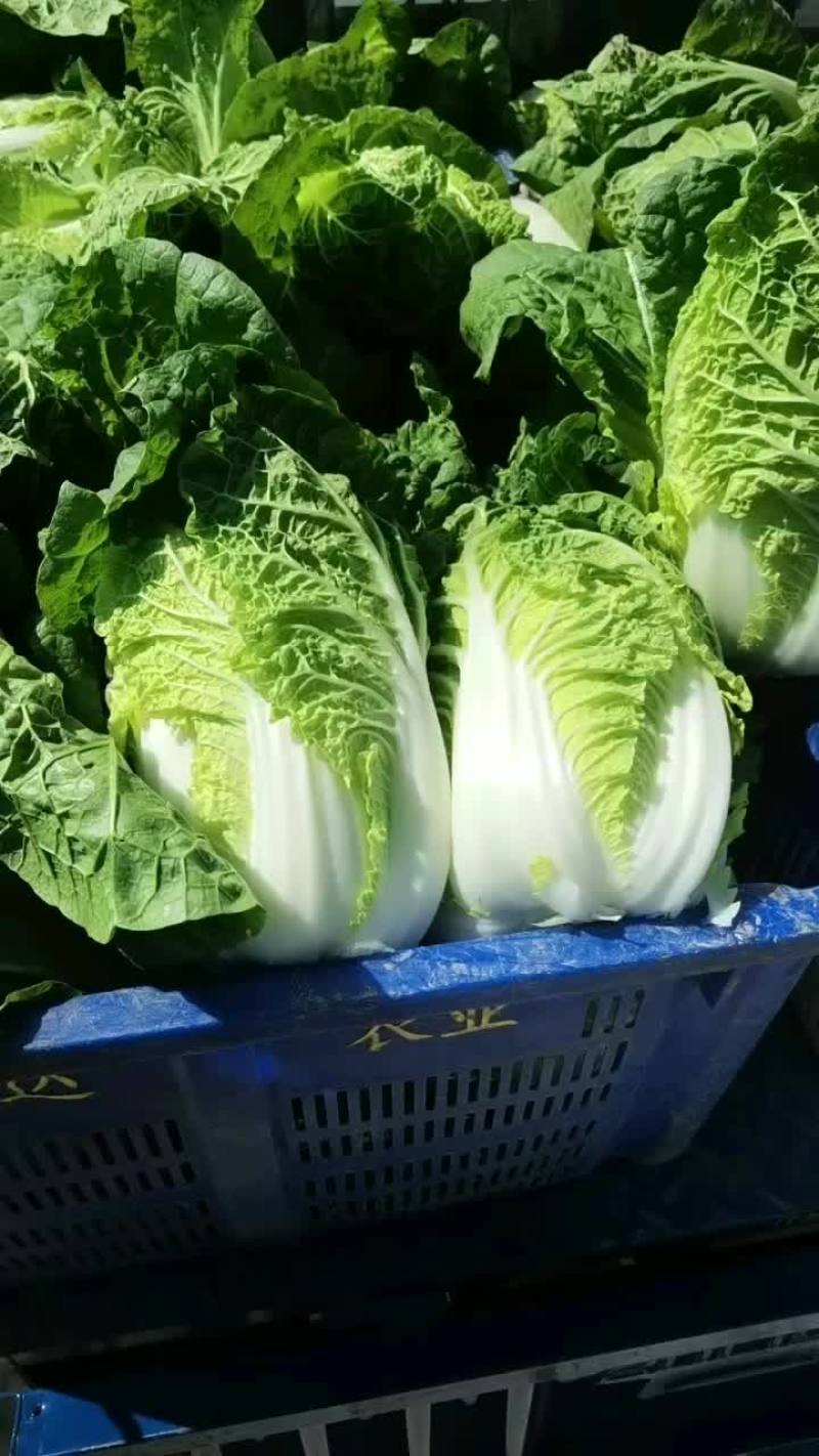 娃娃白菜