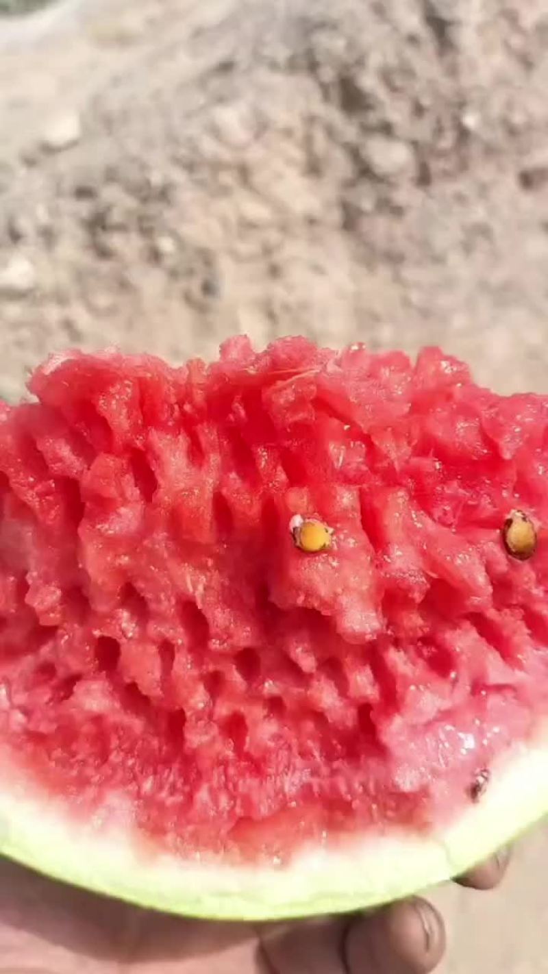 硒砂瓜