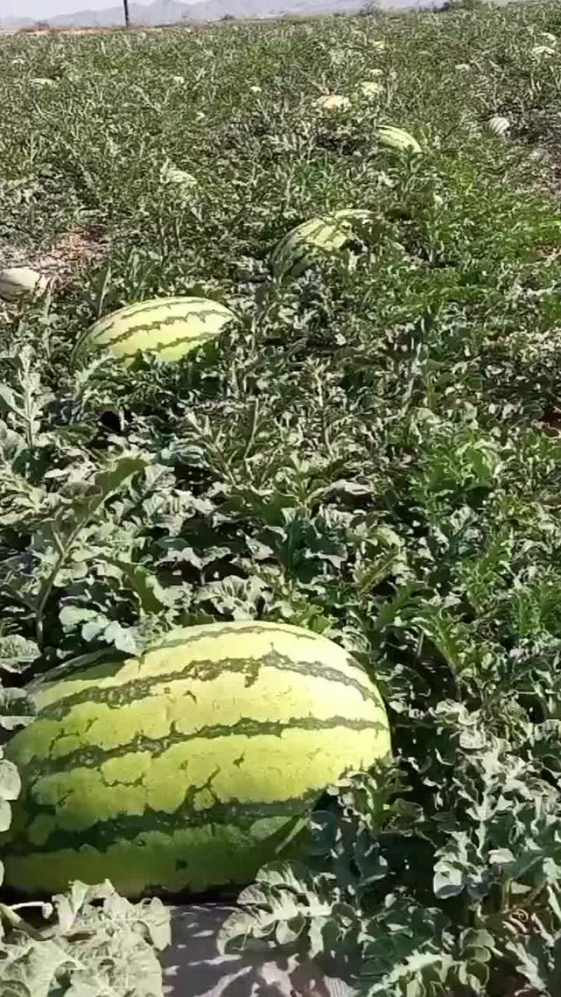 硒砂瓜