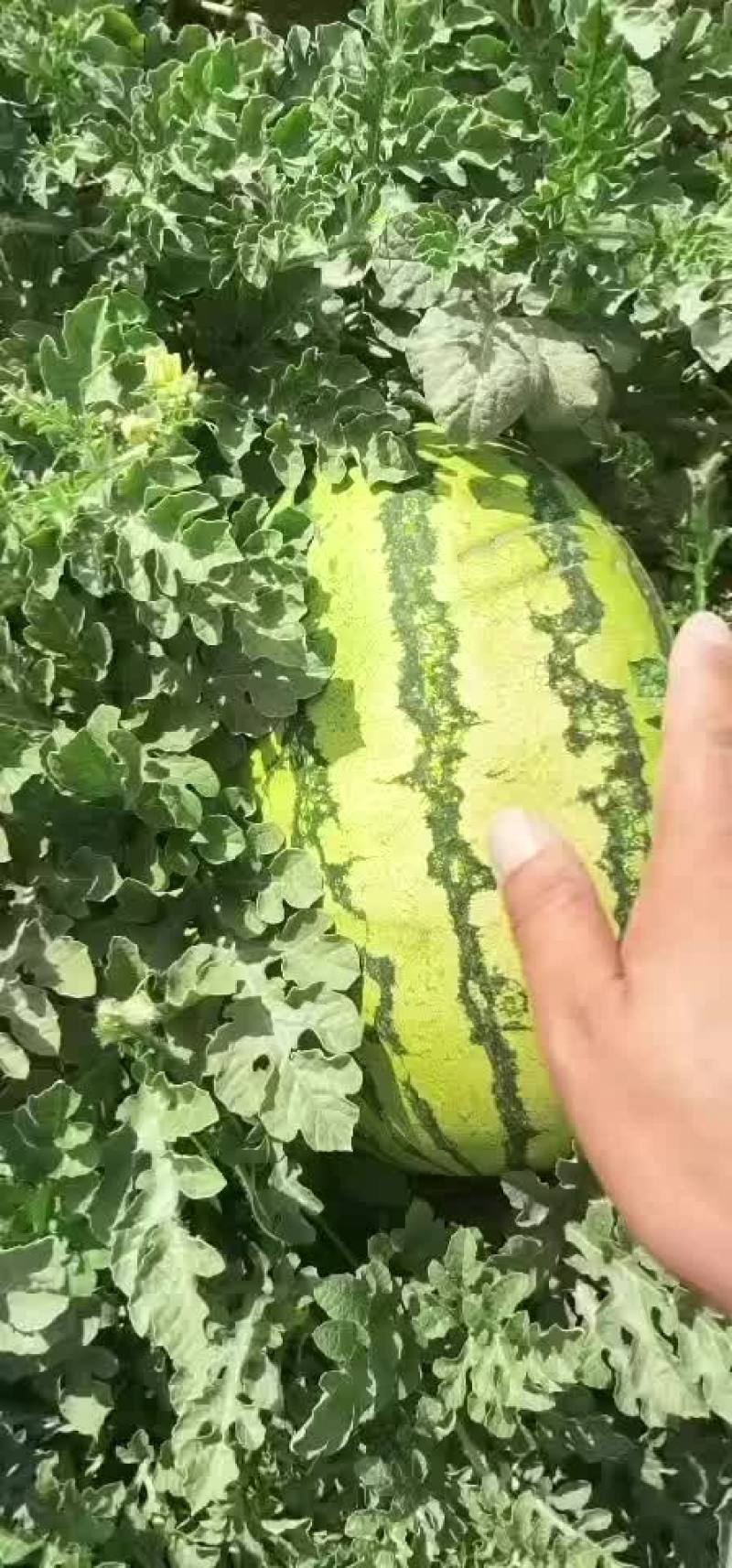 硒砂瓜