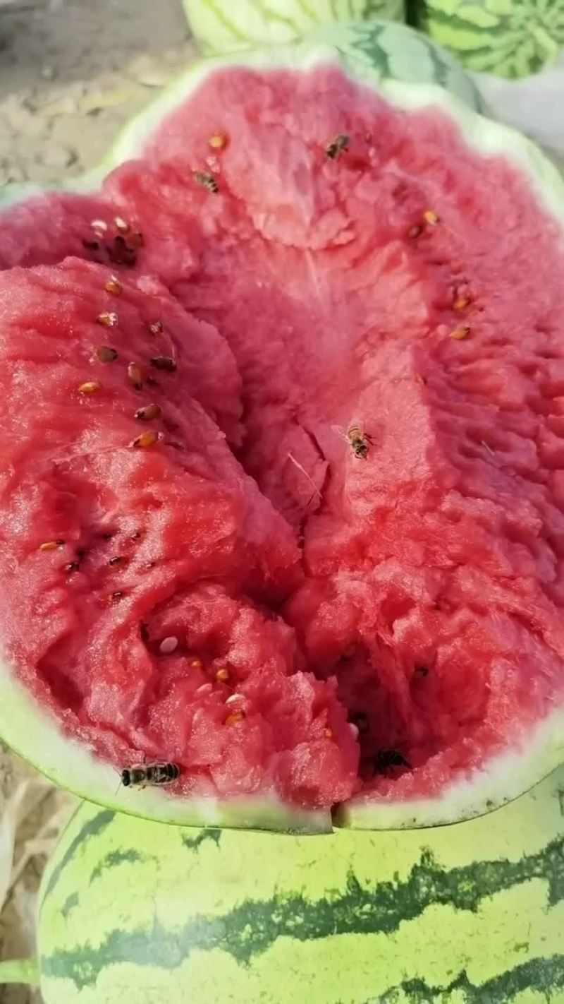 硒砂瓜