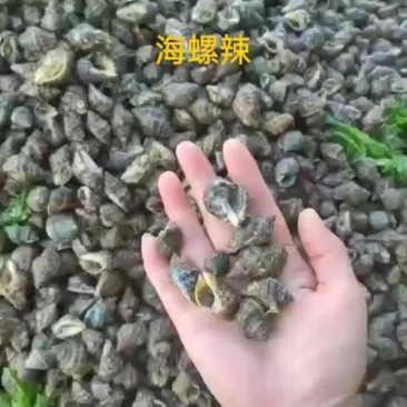 海螺