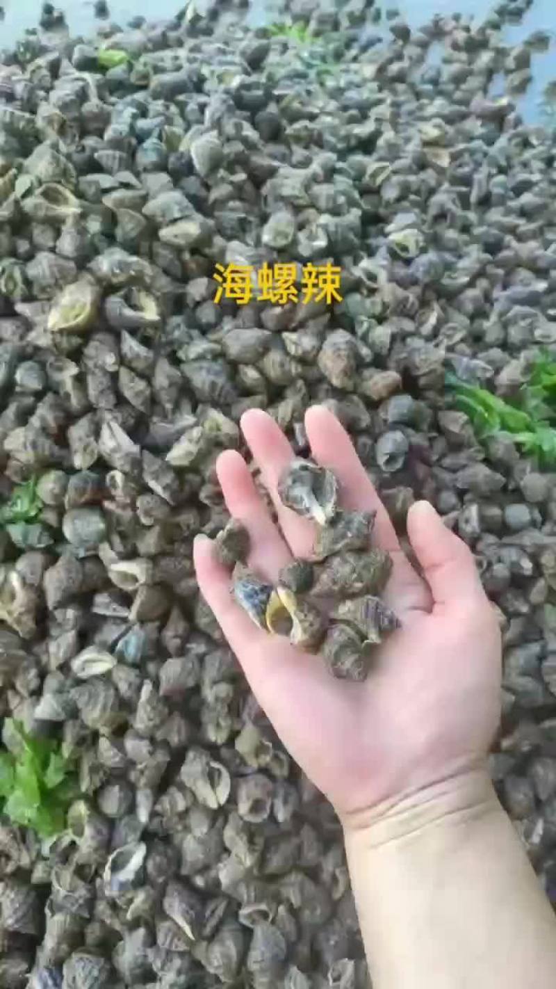 海螺