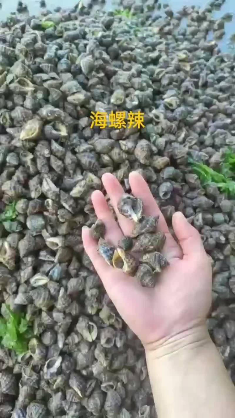 海螺