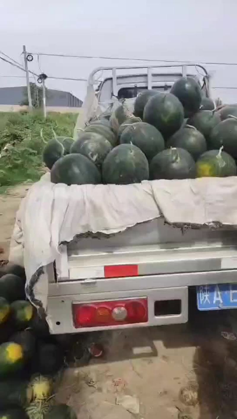 二茬慕田佳宝