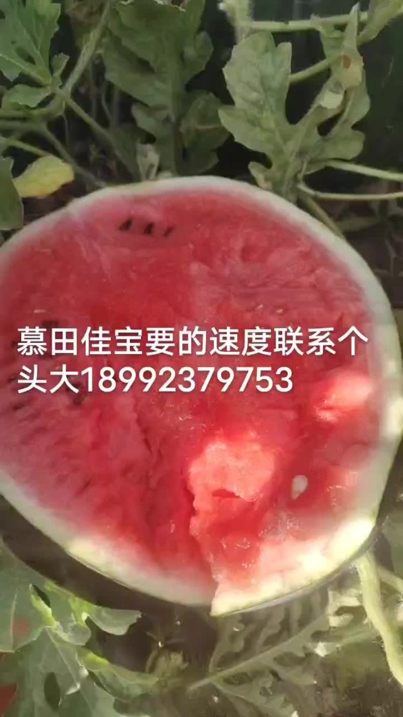 二茬慕田佳宝