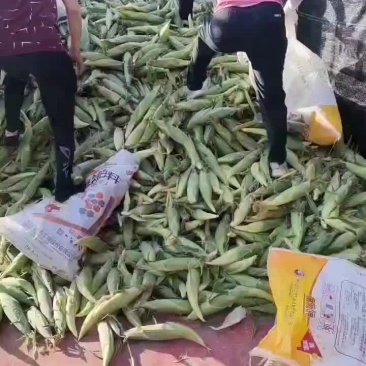 水果玉米大量上市