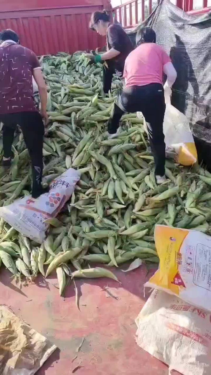 水果玉米大量上市