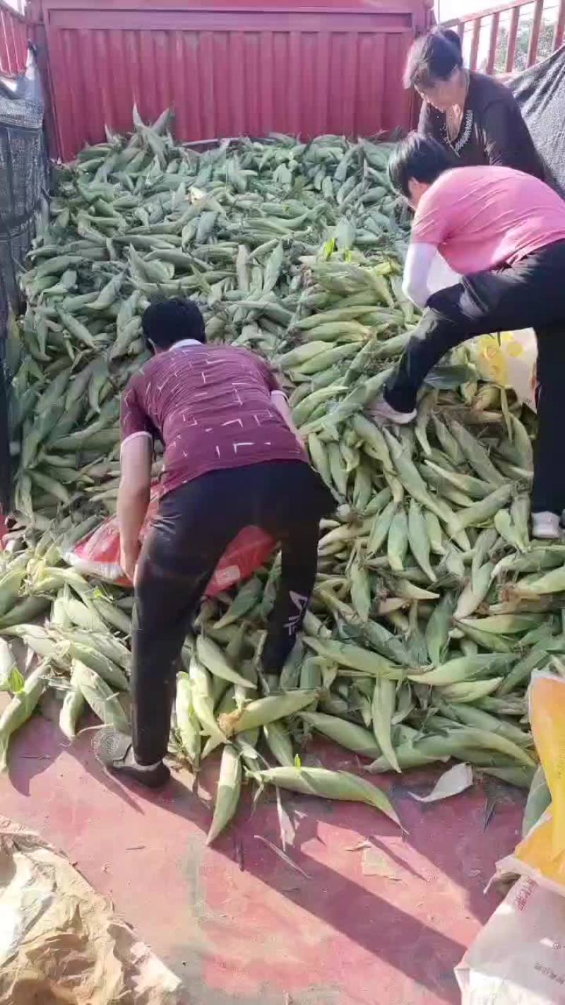 水果玉米大量上市