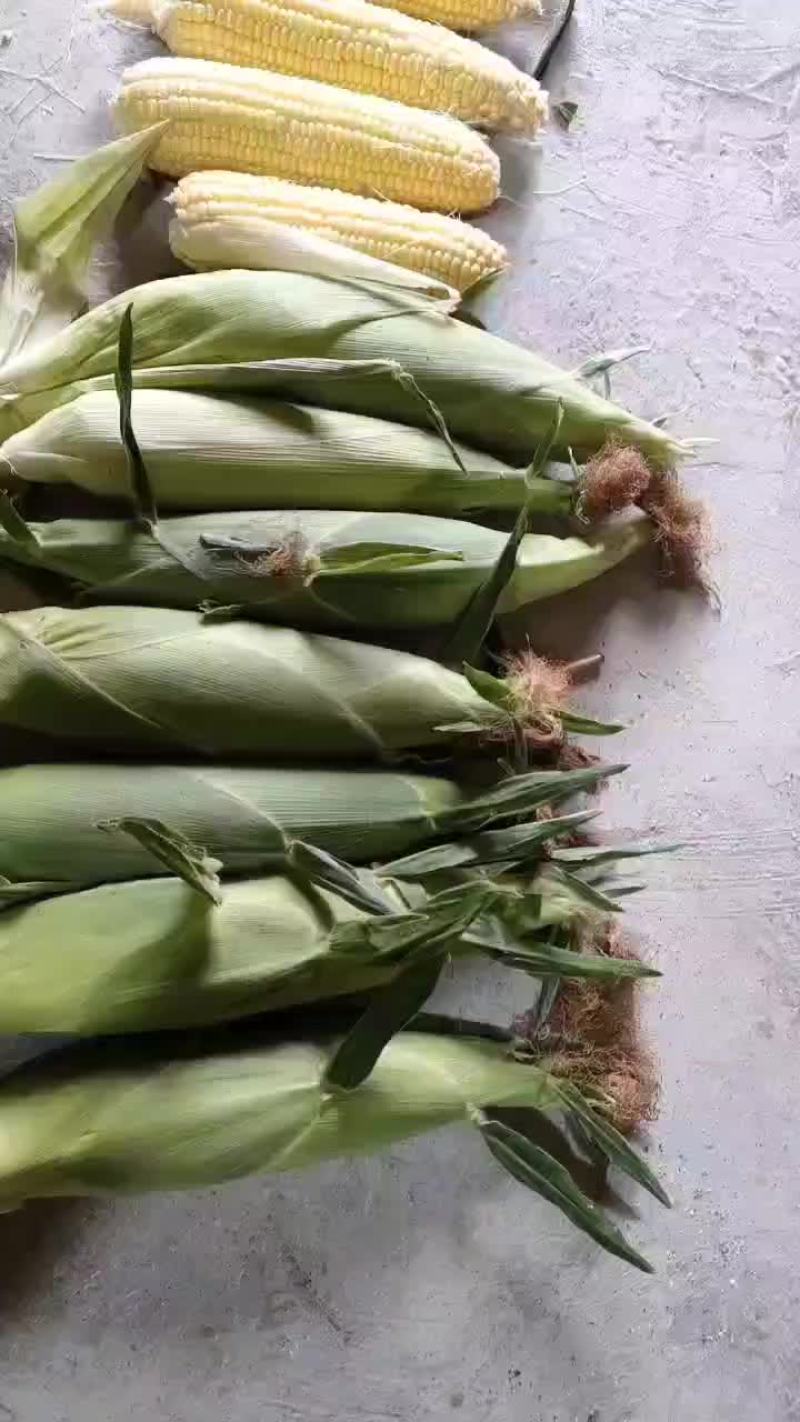 水果玉米大量上市