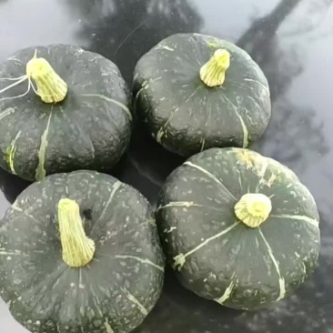 板栗南瓜大量有货