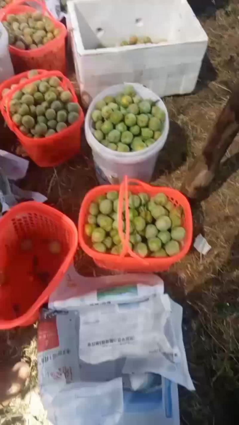 蜂糖李