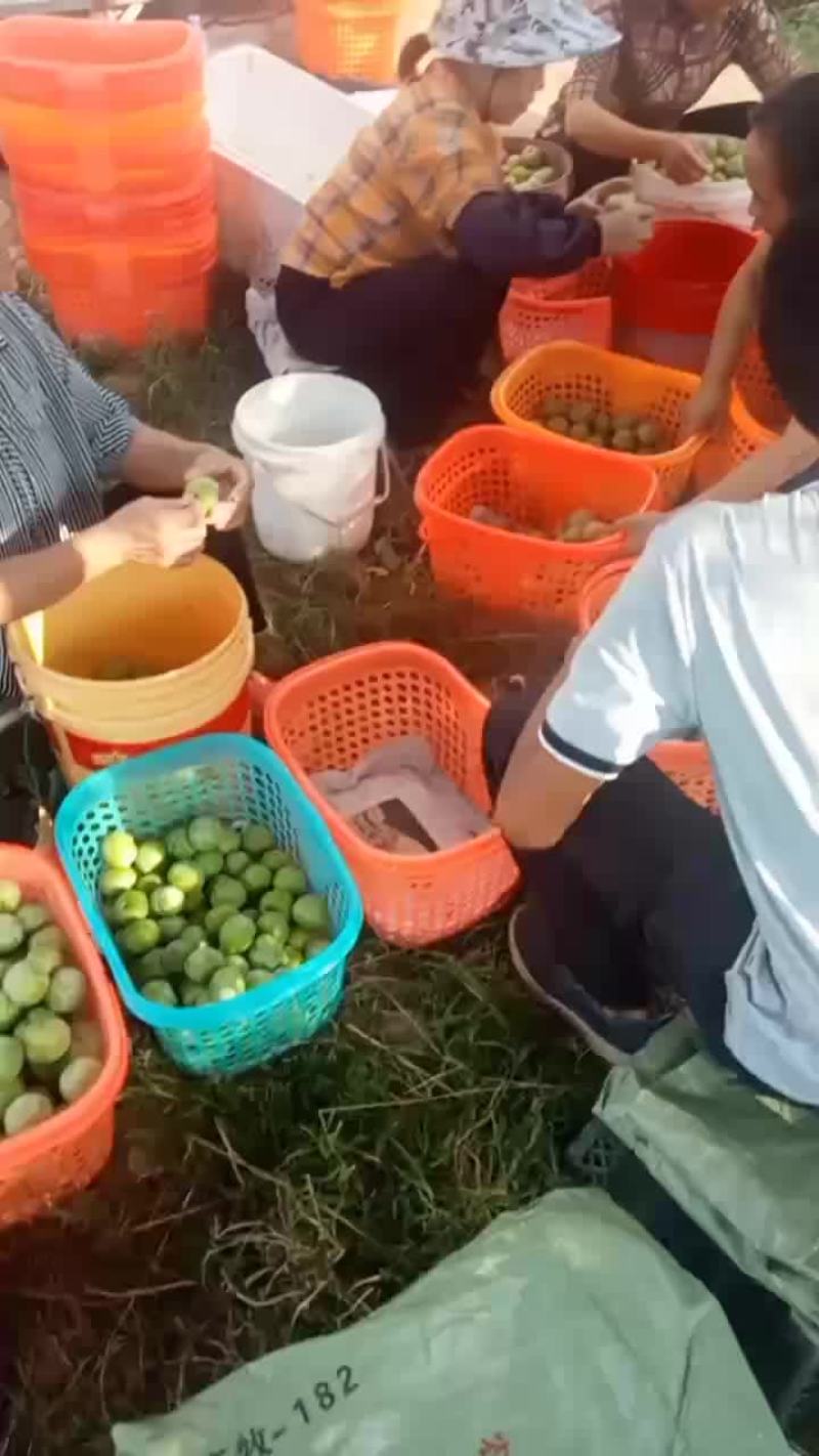 蜂糖李