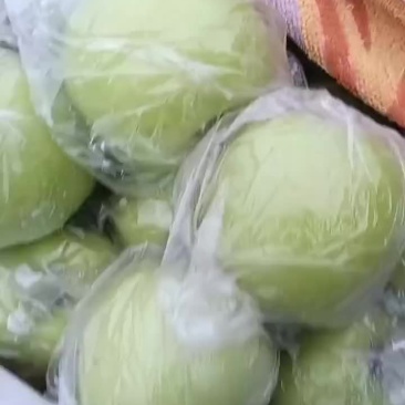 江苏丰县大沙河早熟华硕苹果大量上市。