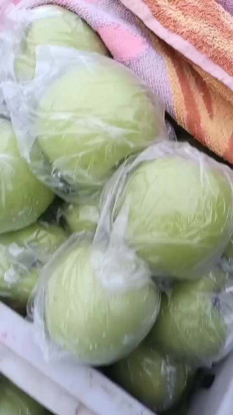 江苏丰县大沙河早熟华硕苹果大量上市。
