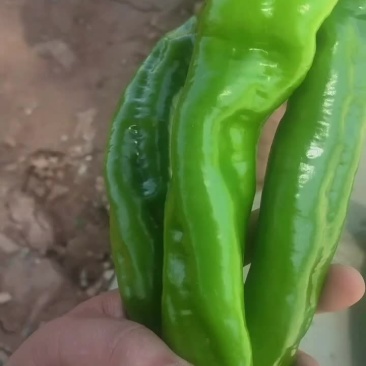 精品陇椒