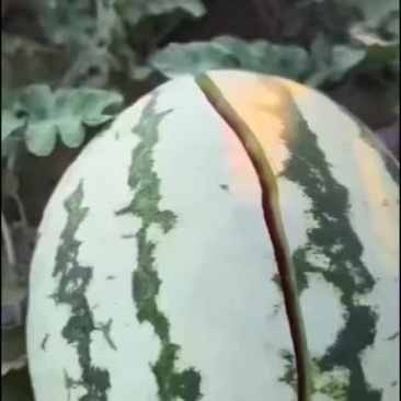 西瓜