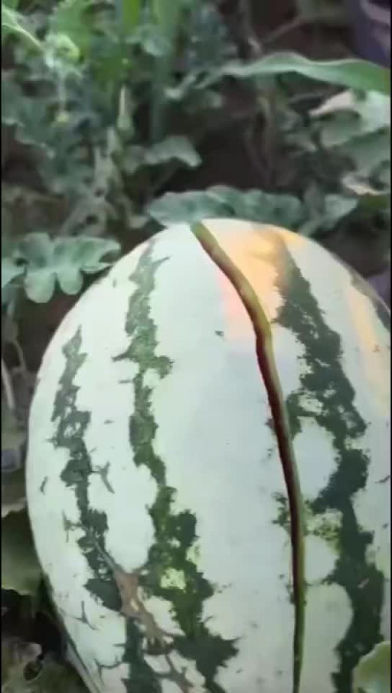 西瓜