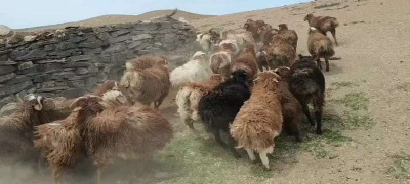 母羊