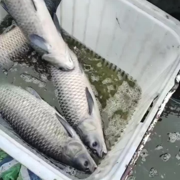 青鱼