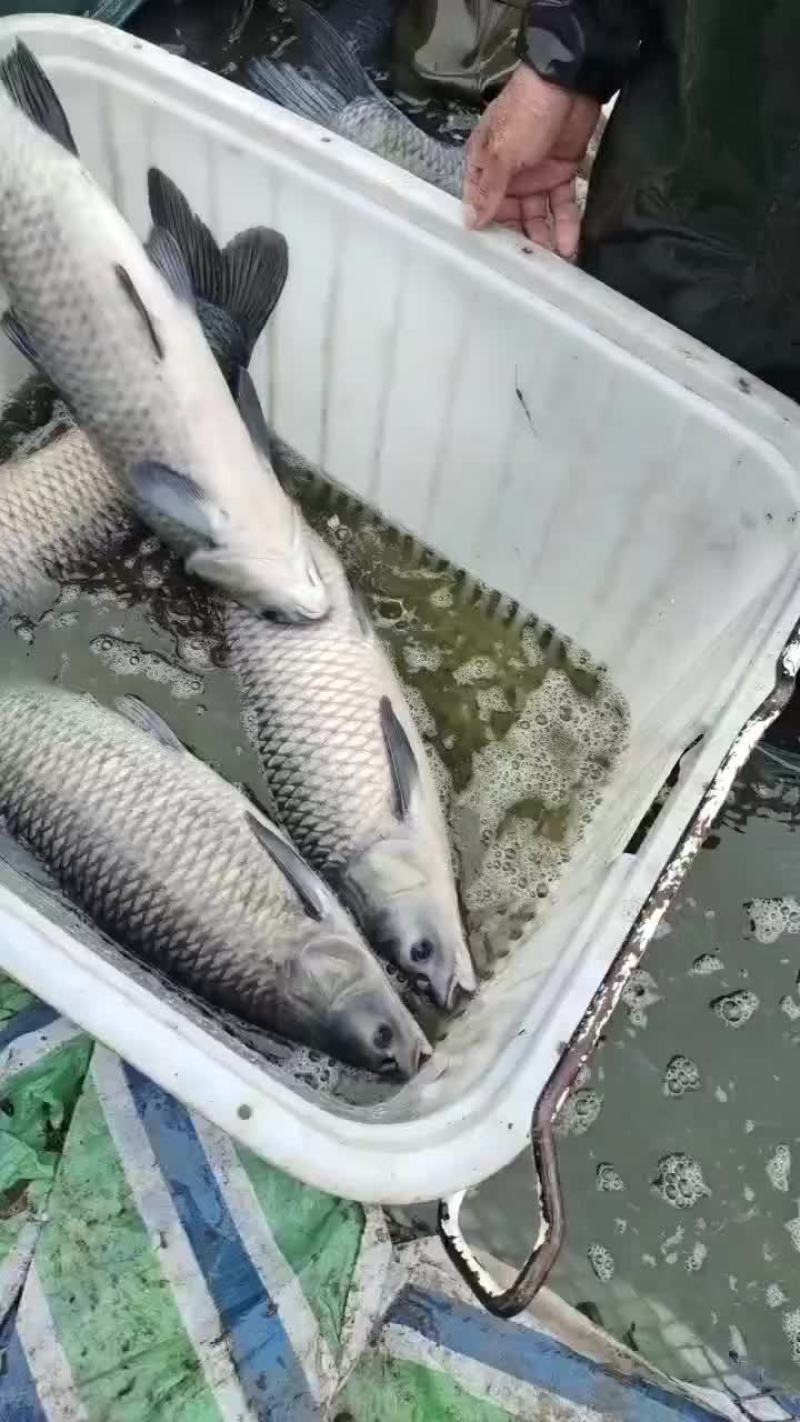 青鱼