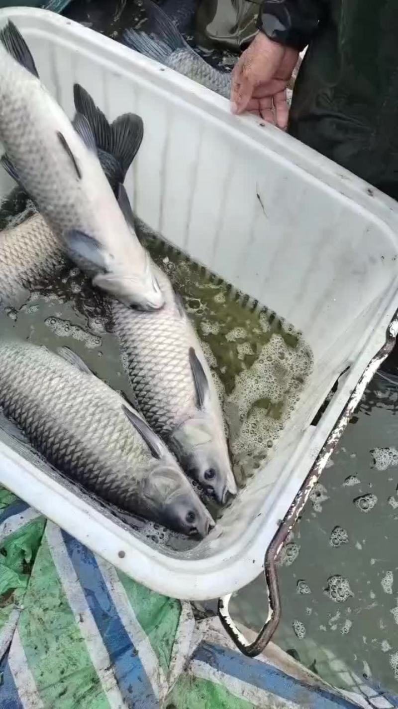 青鱼