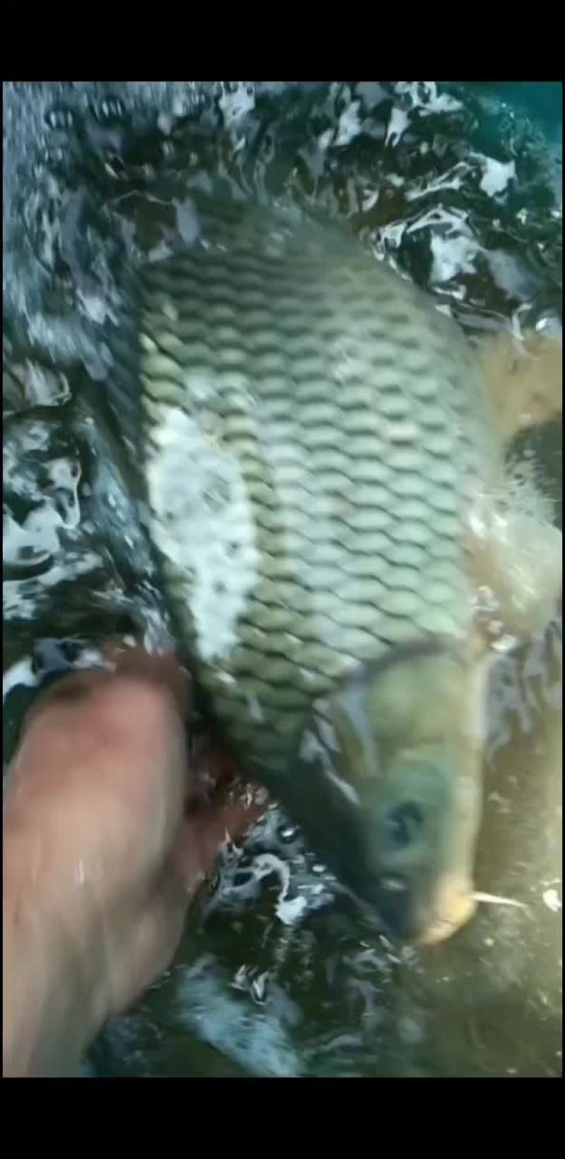鲫鱼