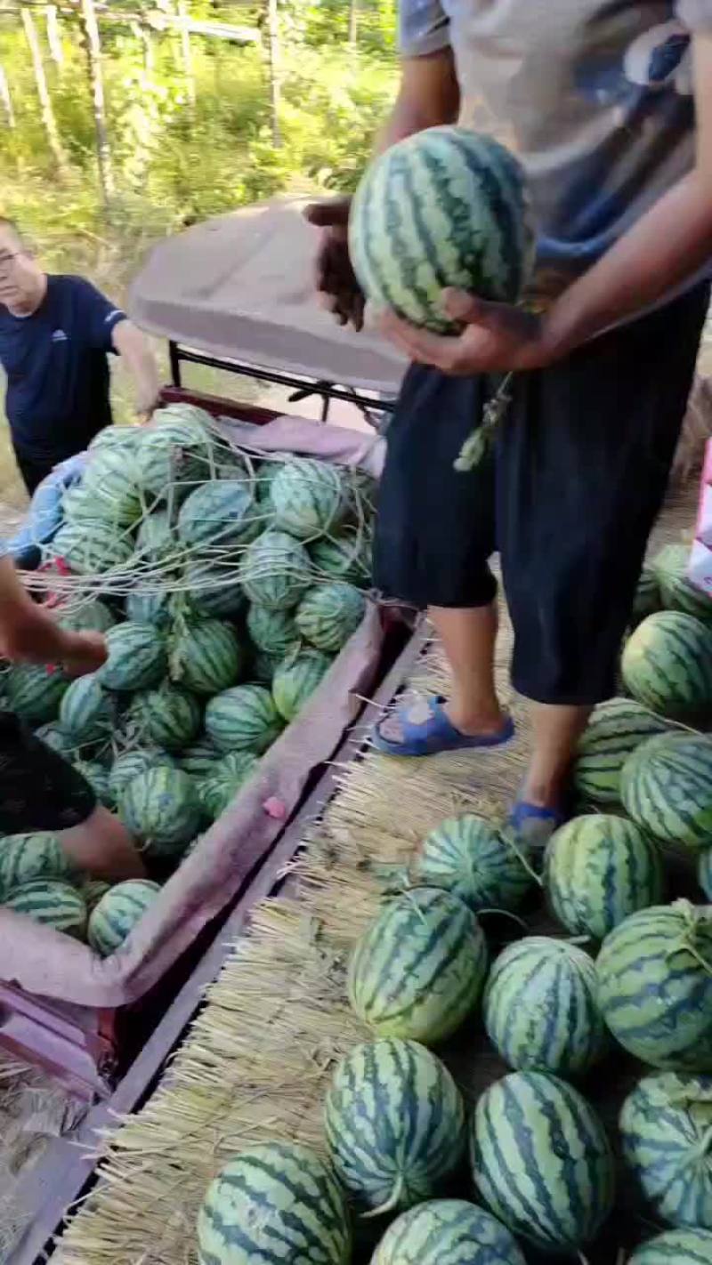 精品头茬有籽美都