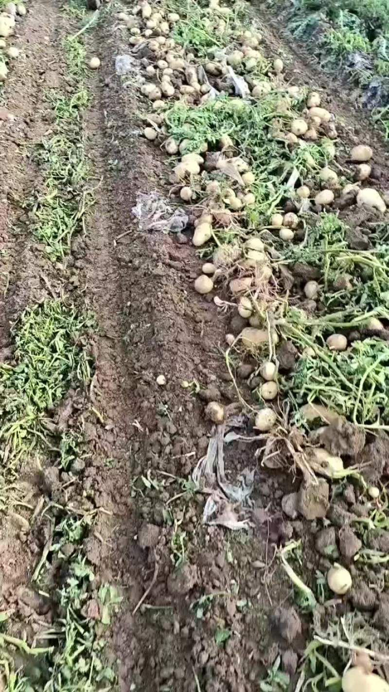 沃土土豆