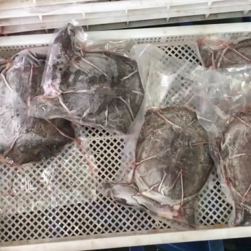 精品外塘大甲鱼净膛2斤以上3去甲鱼，即开即用饭店酒楼