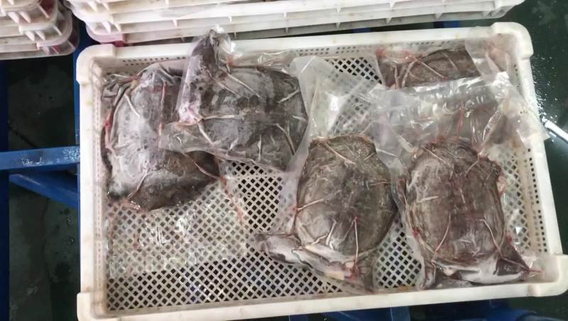 精品外塘大甲鱼净膛2斤以上3去甲鱼，即开即用饭店酒楼