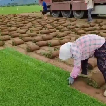 草坪