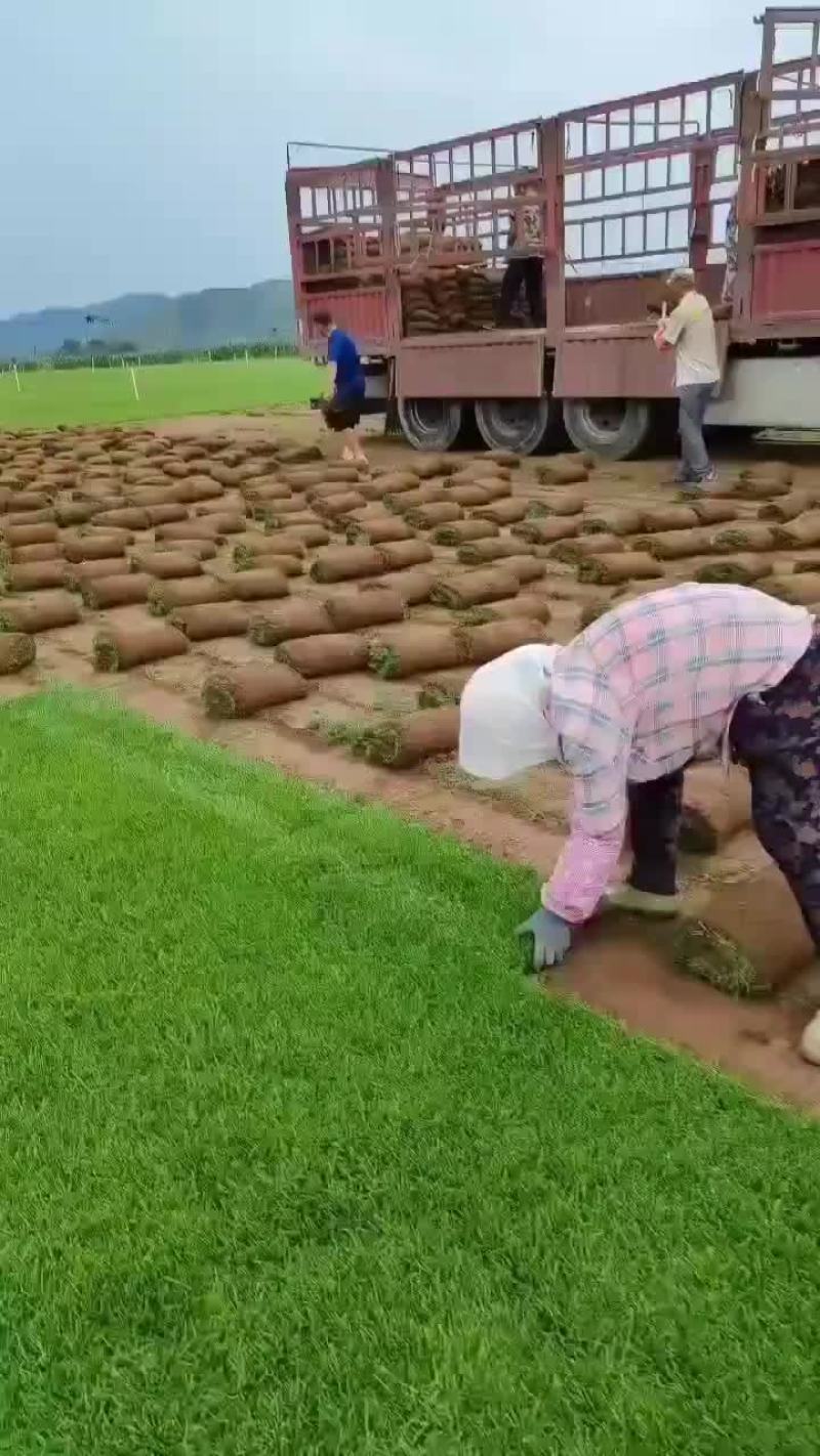 草坪