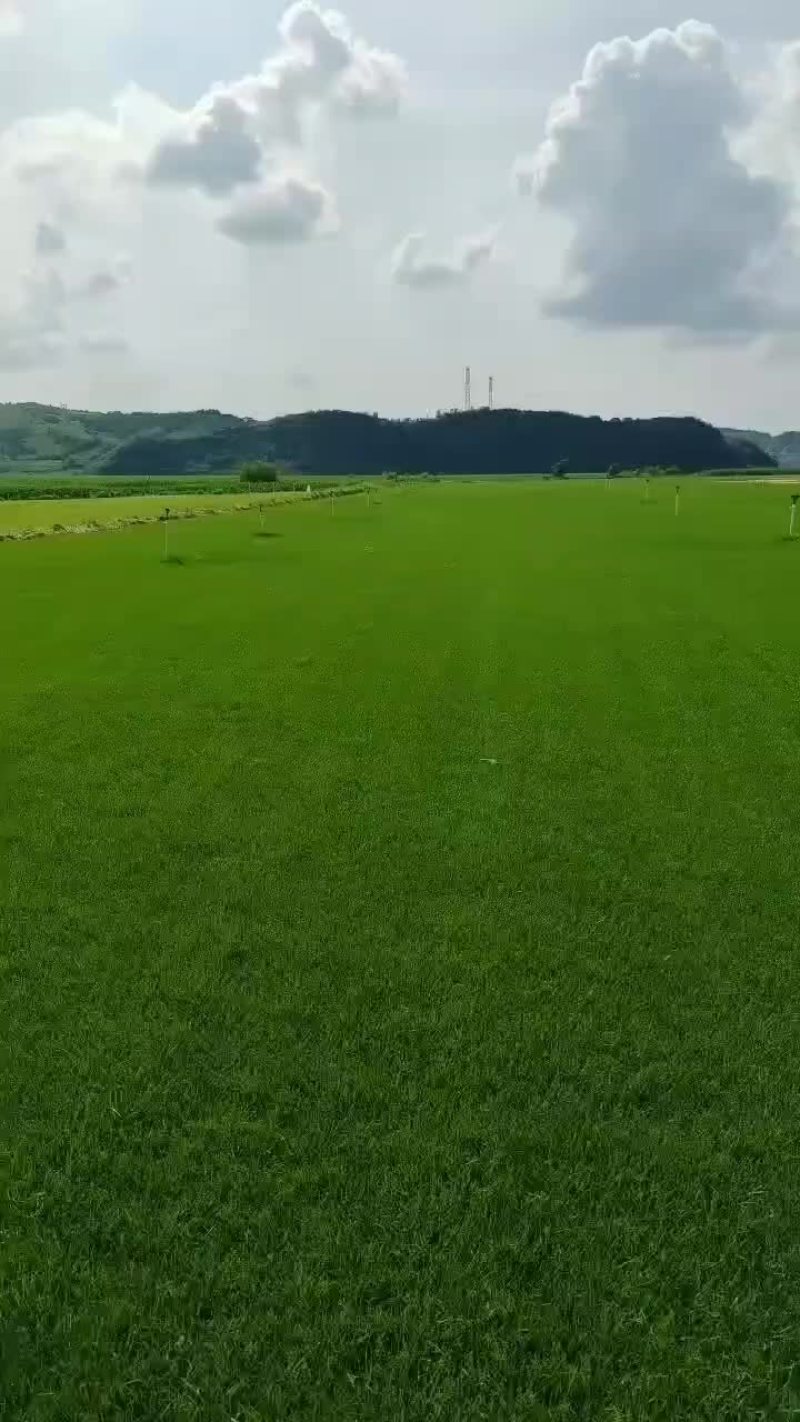 草坪