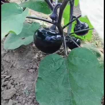 批发零售茄子，顺义区李遂镇，有需要的联系