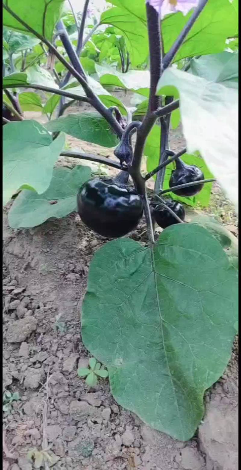 批发零售茄子，顺义区李遂镇，有需要的联系