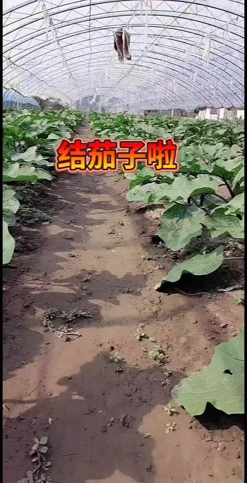 批发零售茄子，顺义区李遂镇，有需要的联系