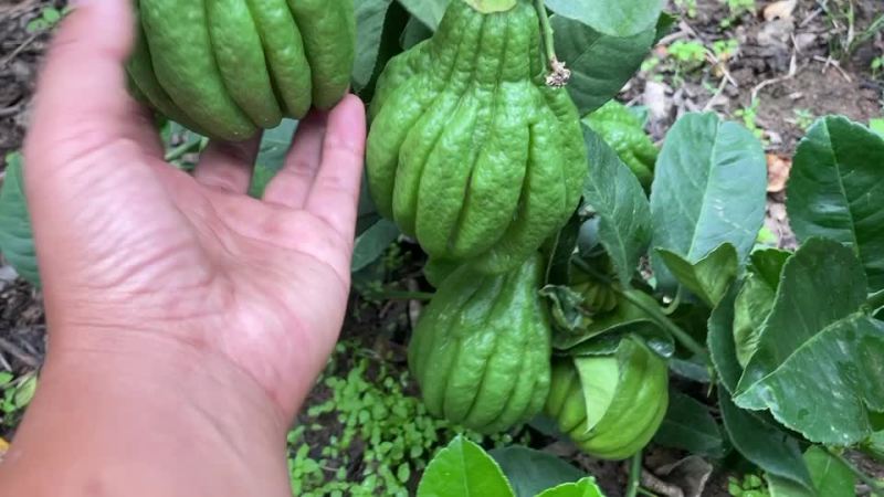 川佛手柑鲜果