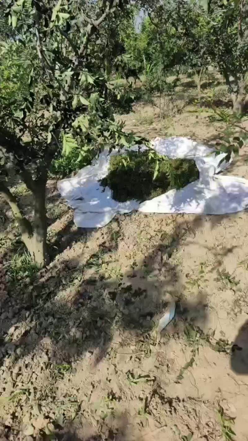 花椒