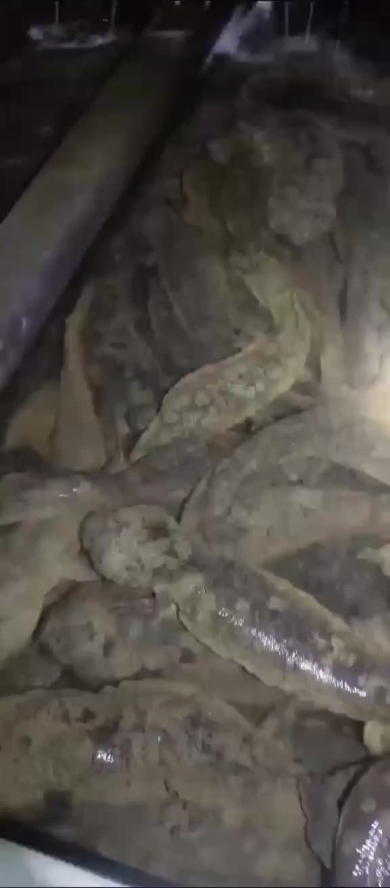 人工养殖娃娃鱼
